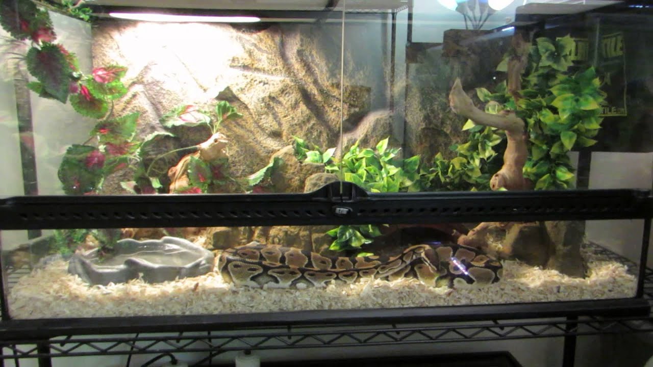 Snake Room Tour!