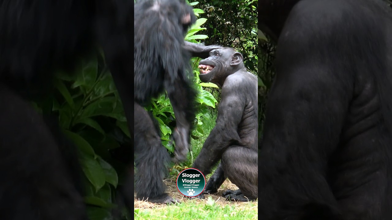 Chimpanzee Interaction: Eric And Alice