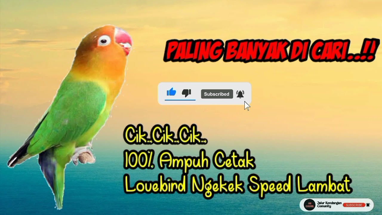 Masteran Lovebird Speed Lambat.. Terbaik Untuk Cetak Lovebird Durasi Panjang
