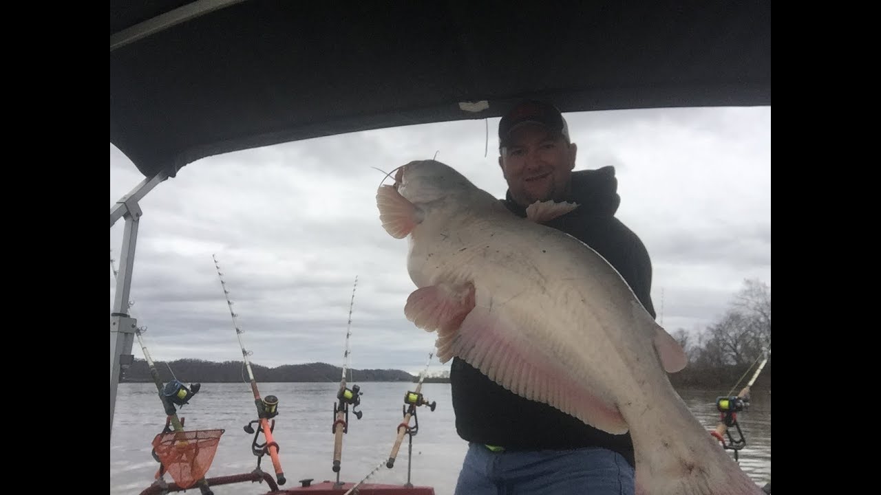 West Virginia Blue Catfish (tips and tricks to catching more blue catfish in West Virginia)