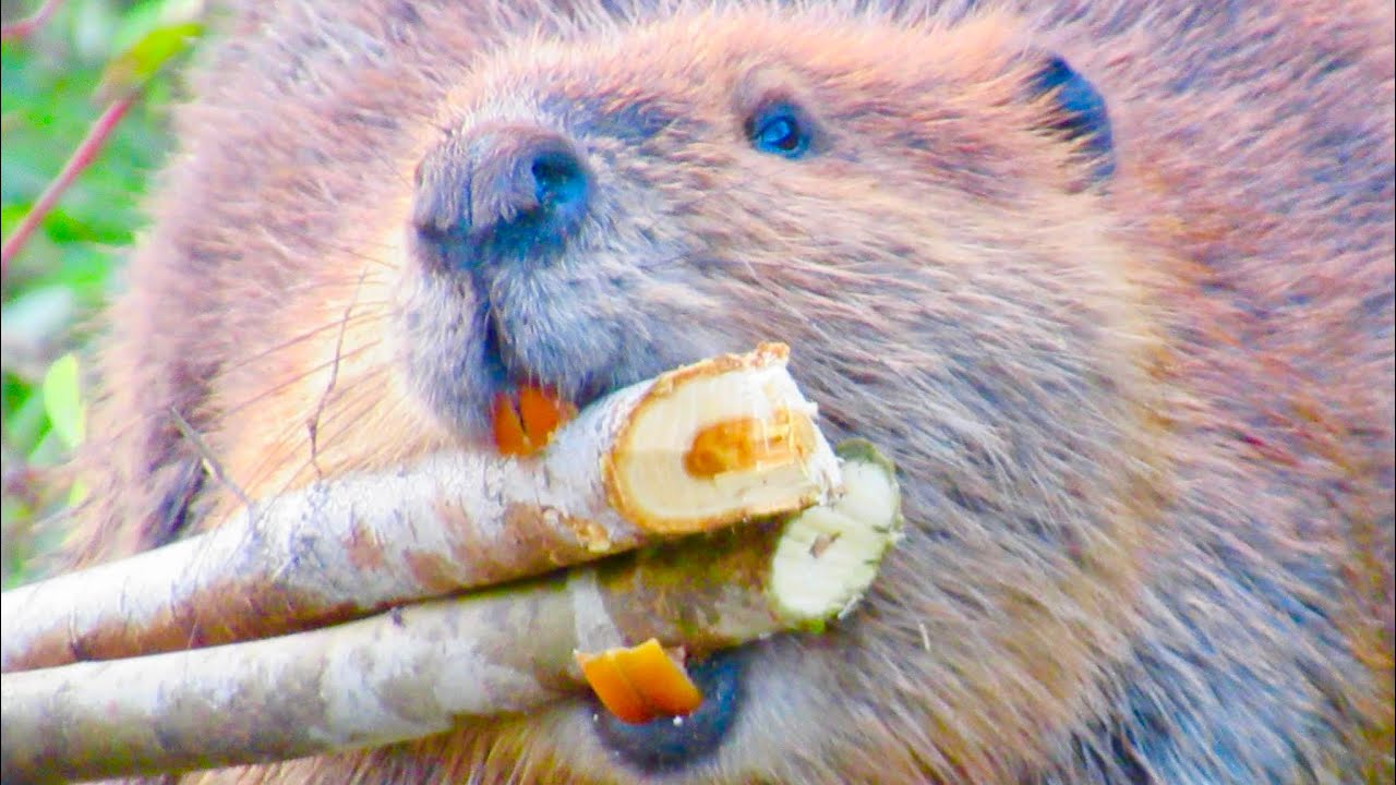 International Beaver Day! (Awesome Beaver Video Compilation)