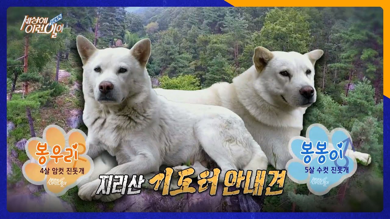 지리산 기도터 안내견