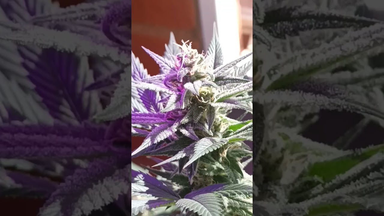 cultivo facil y sencillo en ventana con mad rocket. 16 L #music #travel