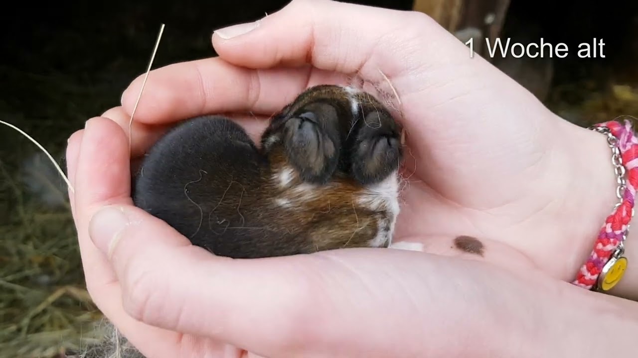 Hasenbabys - vom Nestbau bis zum Teeny - look at our baby rabbits