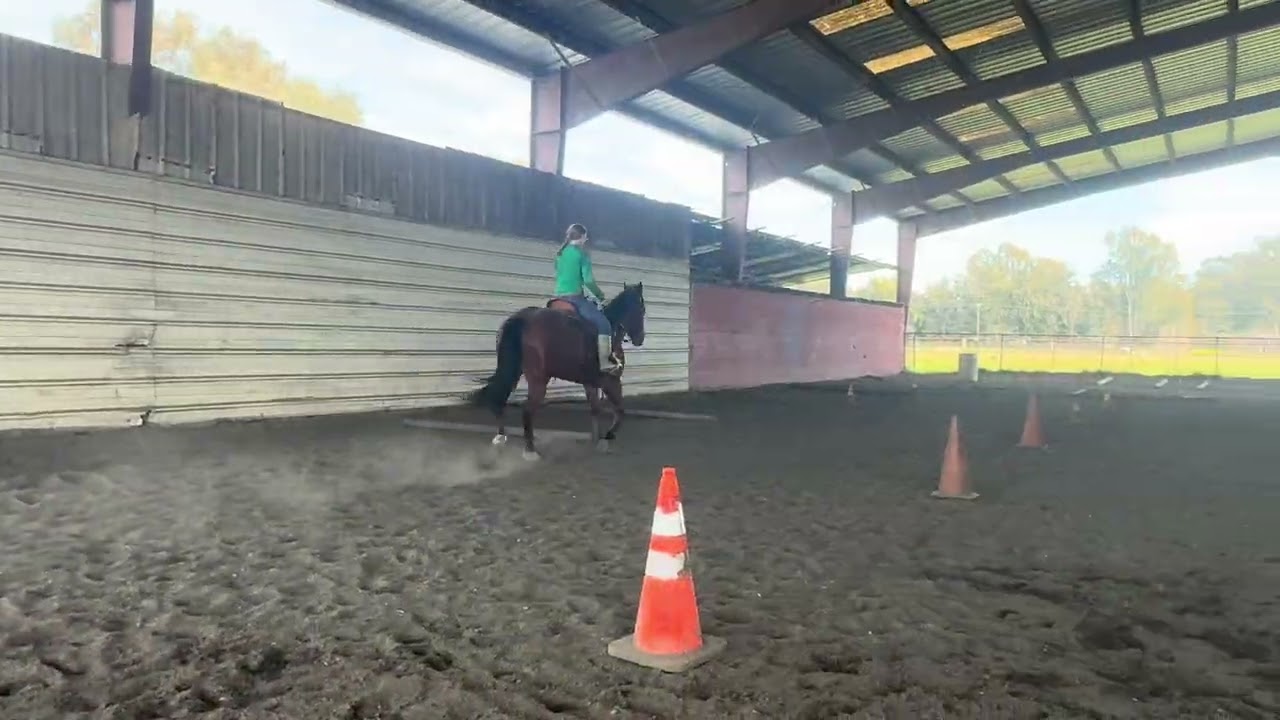 PJ, 2014 Quarter Type, Ranch Gelding