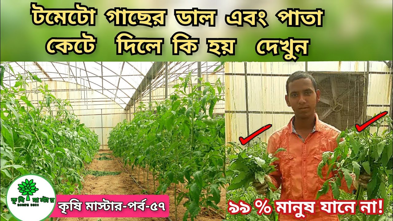 টমেটো গাছের ডাল এবং পাতা কেটে দিলে কি হয়|What Happens If You Cut The Branches Of A Tomato Tree