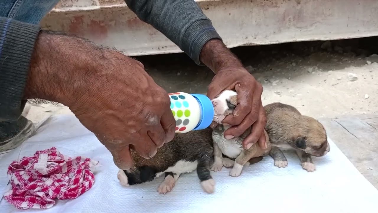 Bottle Feeding Newborn Puppies Crying Loud 😢 | Abandoned Puppies Left Alone in the Desert 🐶