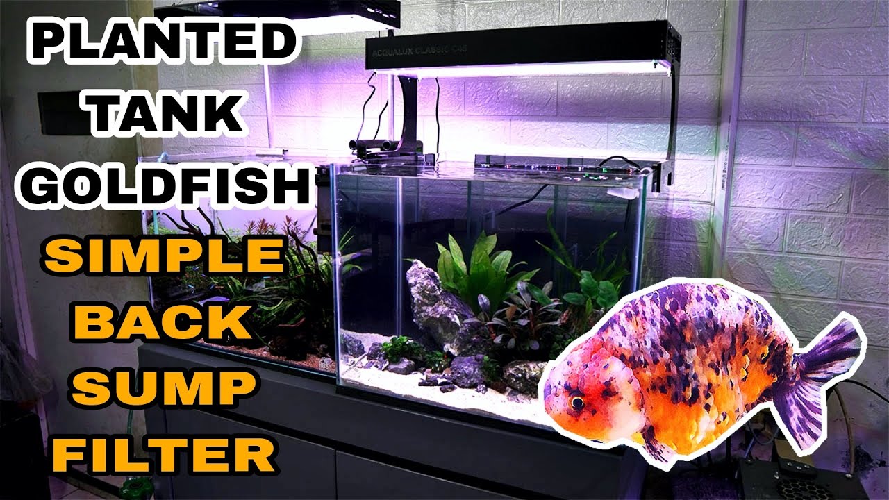 ‼️Goldfish Aquascape / Sump Filter belakang, Auto Bening 😀👍