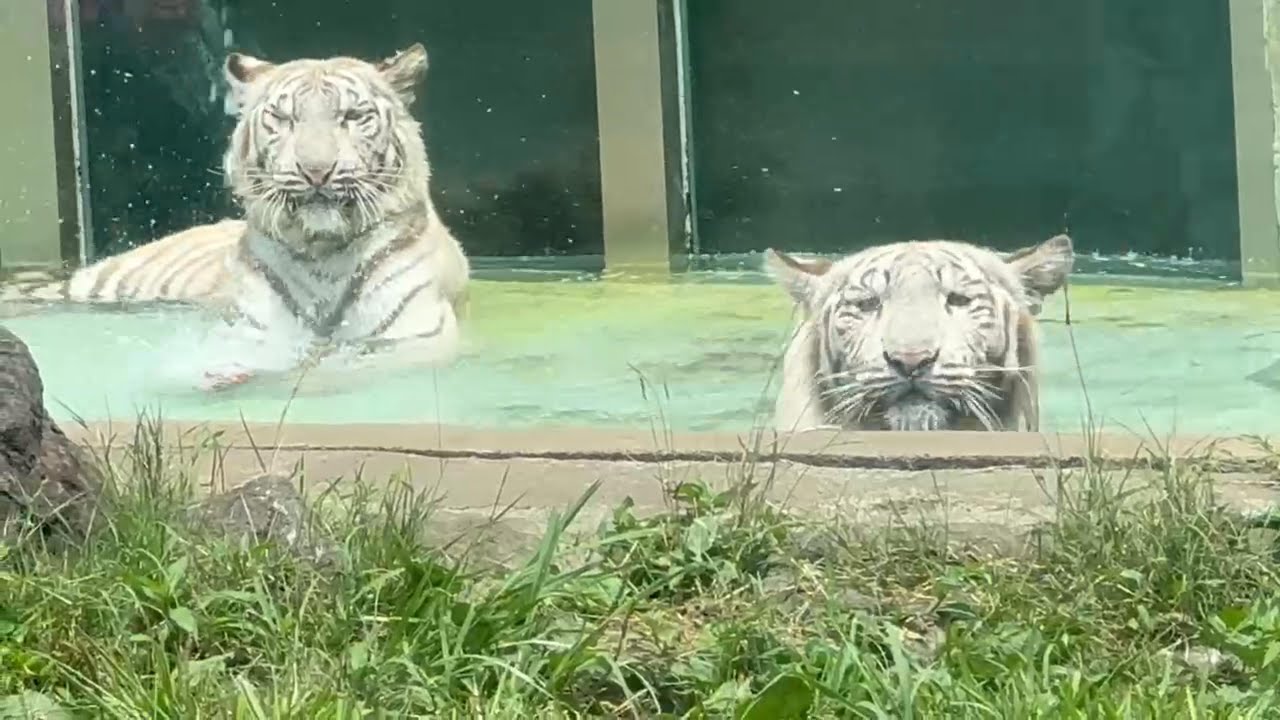 番外編 プールでのんびりシグレくん【番外編】【よこはま動物園ズーラシア】【2025年】ホワイトタイガー
