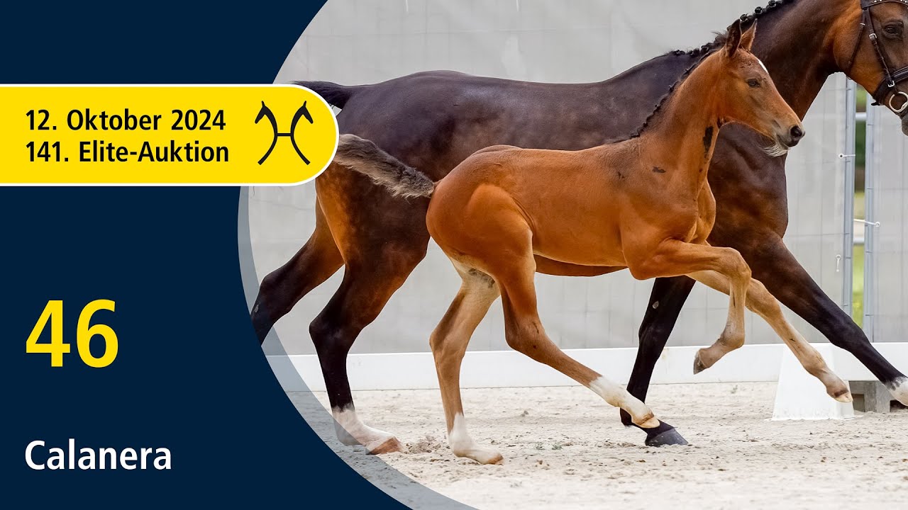 No. 46 Calanera by Chaloubino PS - Balou du Rouet | 141. Verden Elite-Auction on October, 12th