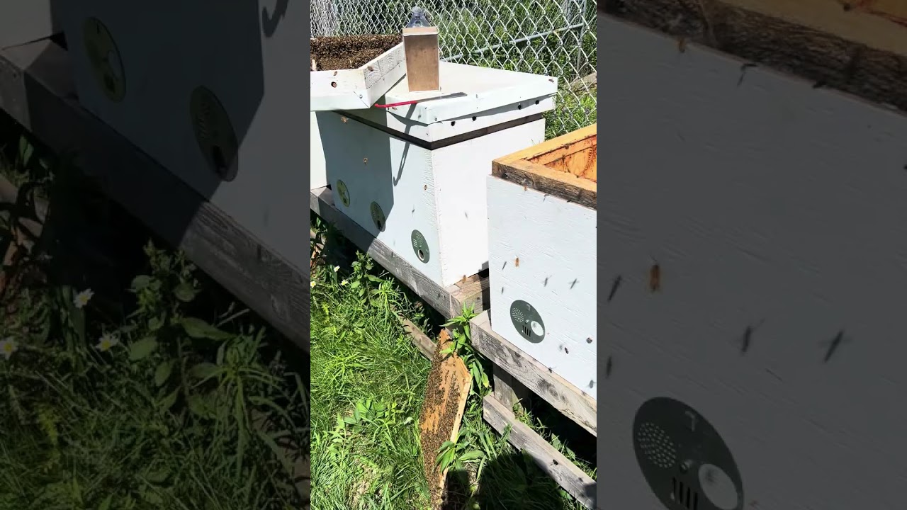 Beehive Gone Wild! Explosive Growth in Horizontal Layens Hive (Langstroth to Layens Conversion)
