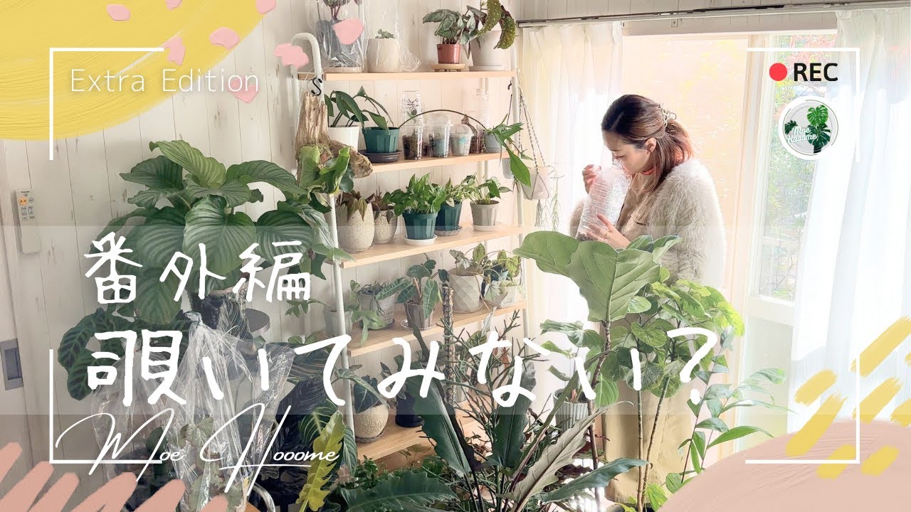 【番外編:築35年越え 植物の冬越し…】参考にならないゆる〜い植物好き親子でした（笑）