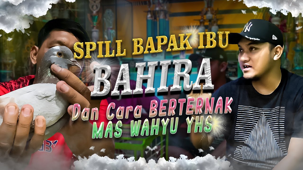 ILMU BARU!!! SPILL BAPAK & IBU BAHIRA DAN CARA BERTERNAK ALA MAS WAHYU TEAM YHS !