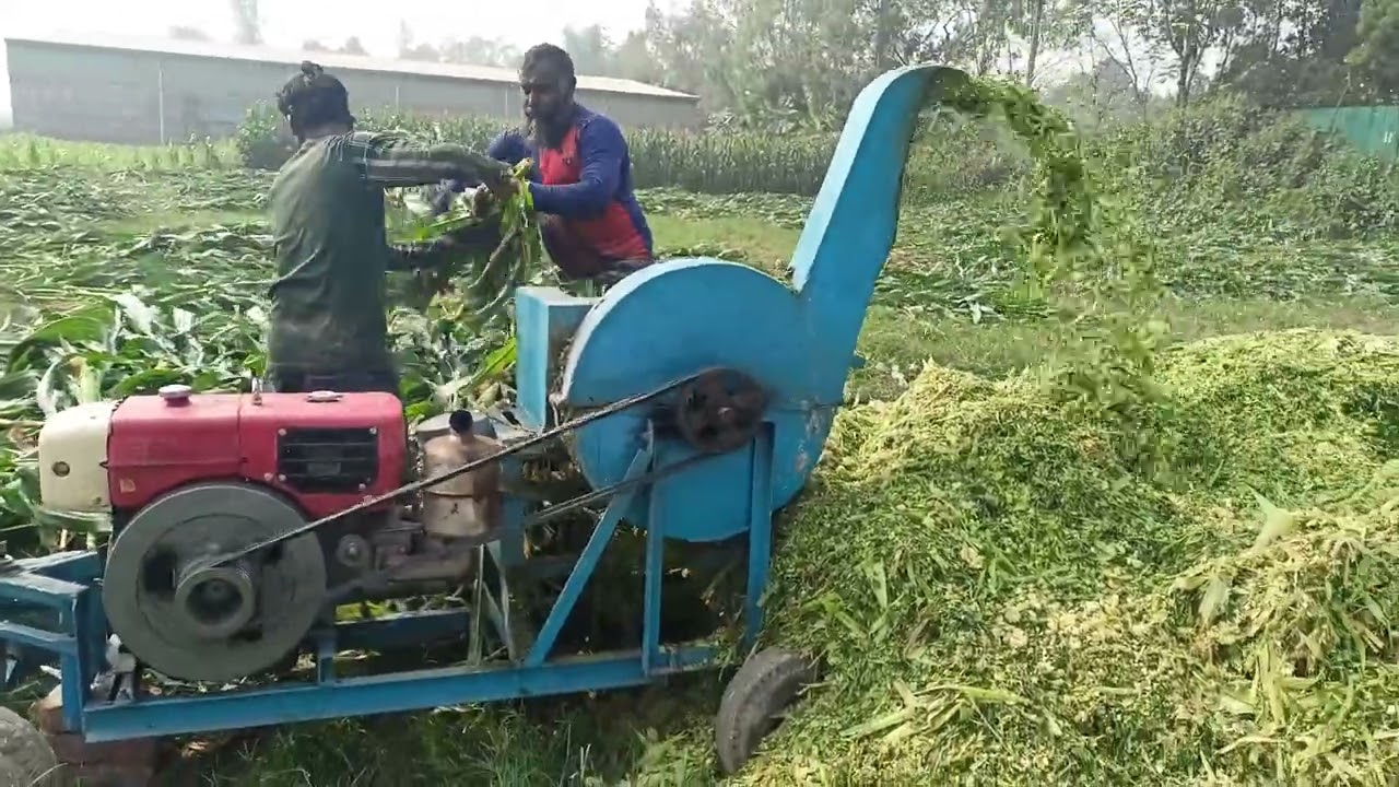 মাএ ১০ টাকা কেজি এ গ্রেড সাইলেজ নিতে আজই যোগাযোগ করুন ০১৭৩৮০৫০৬১৩,০১৯৭৮০৫০৬১৩