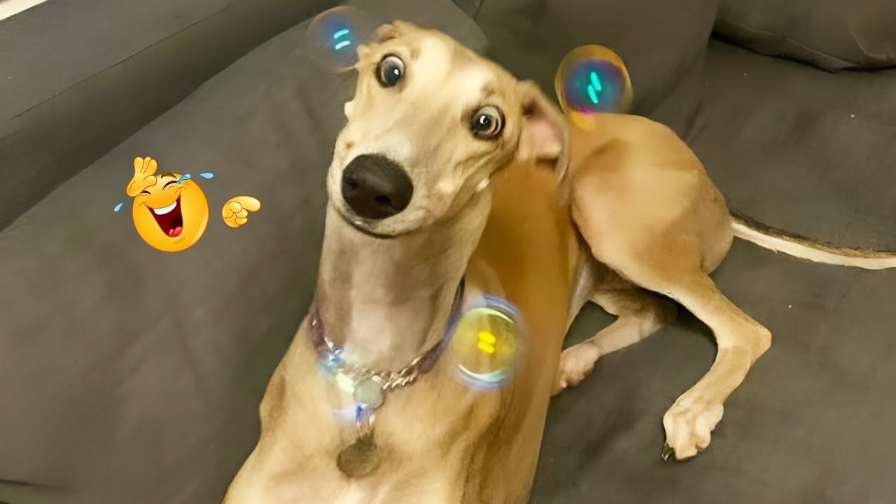 I Asked for a Dog… But Got a Full-Time Comedian Instead 😂🐶 Funniest Dog Moments Ever