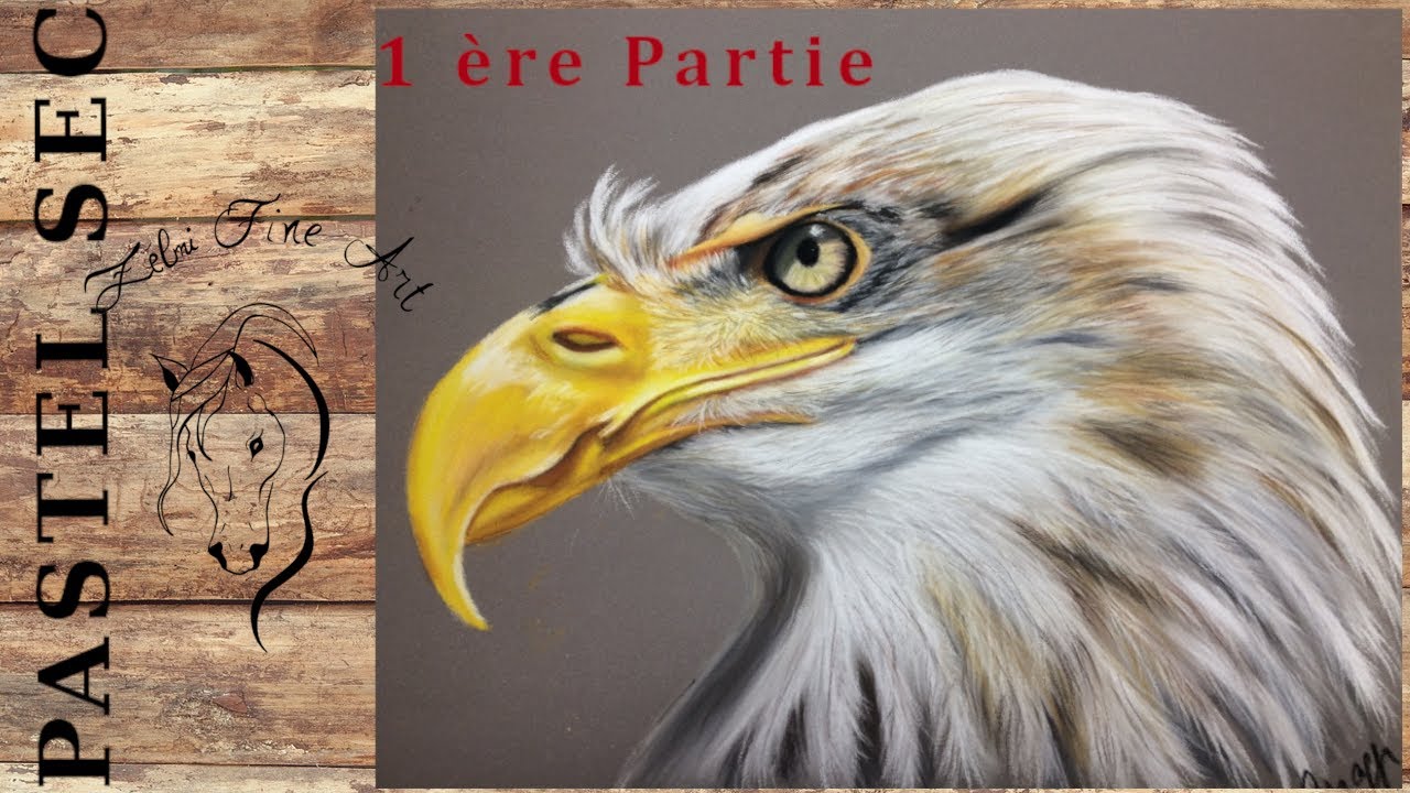 Comment dessiner un Aigle  à tête blanche au pastel sec , Première partie