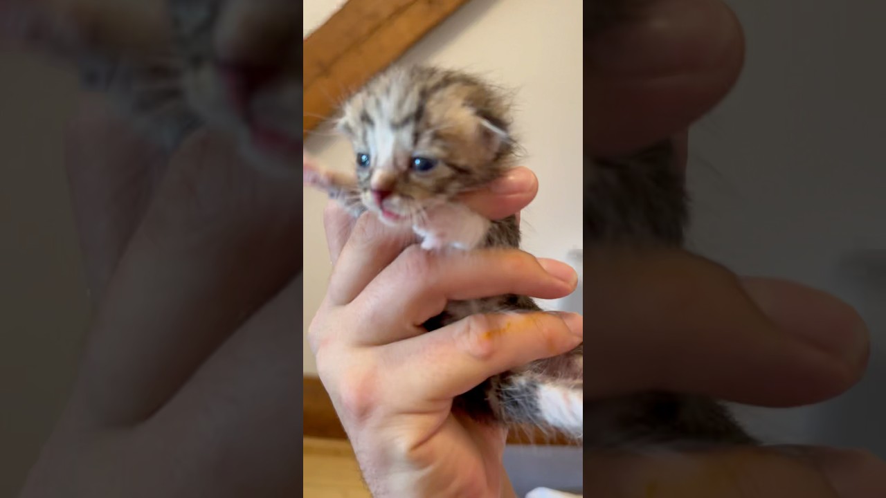 2 nouveaux chatons de cinq jours &agrave; biberonner 🍼 ￼#chat  #chaton #catlover #cats #chatmignon