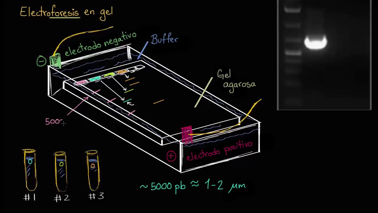 Electroforesis en gel | Biotecnología | Biología | Khan Academy en Español