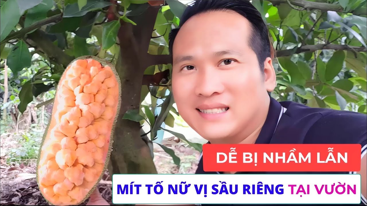 NÊN XEM trước khi mua giống MÍT TỐ NỮ VỊ SẦU RIÊNG...