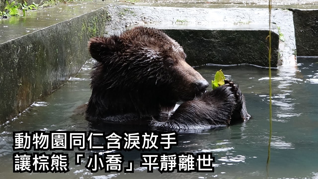 動物園同仁含淚放手 讓棕熊「小喬」平靜離世