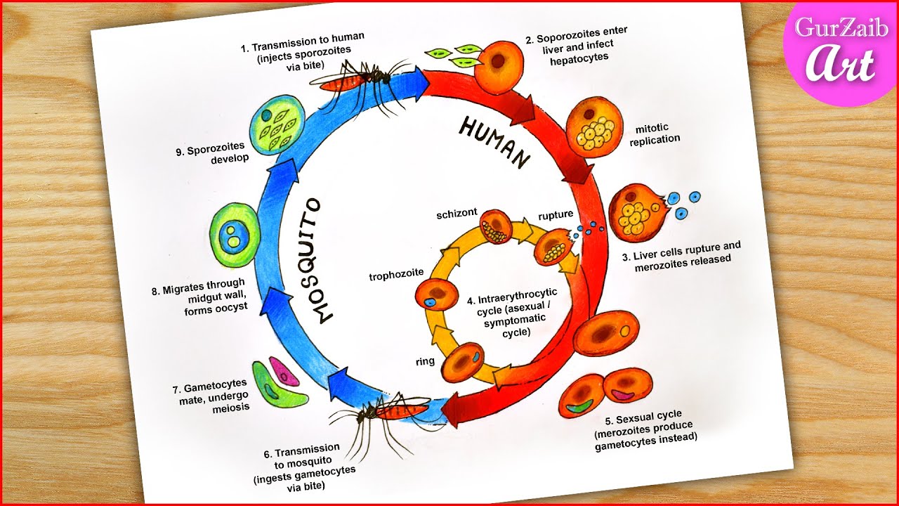 How to draw Malaria Life Cycle Diagram Drawing / easy / step by step