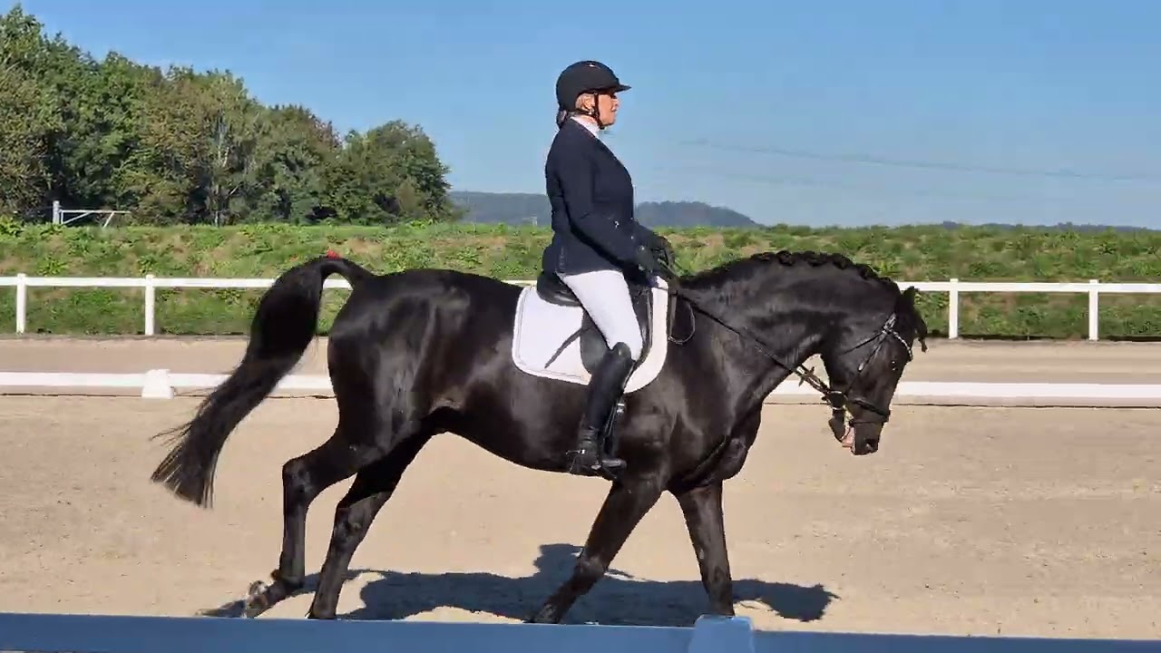 Diadoro du Record  GA 01/40 Rang 1 in Würenlos 20.9.2025