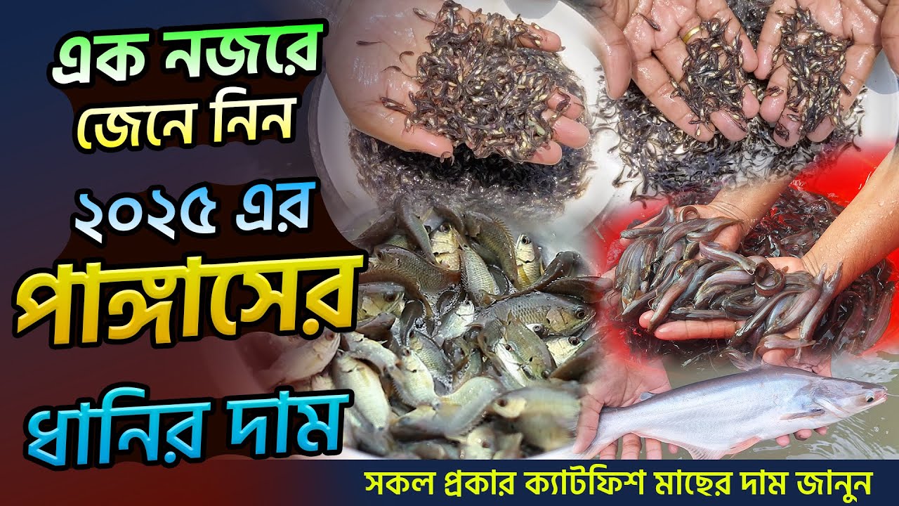 নতুন পাঙ্গাস মাছের ধানি কিনতে যোগাযোগ করুন || Tithi's Imagine World 2025