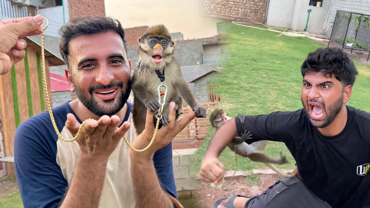 Aj Monkey Ko Gold Chain Phena Di Bahut Tang Kia Is Ny 😂