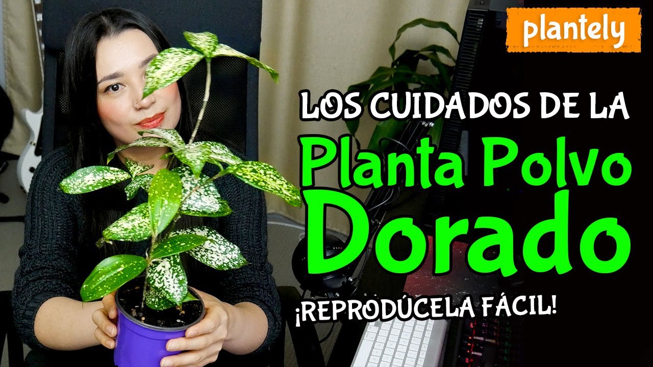 Dracaena Surculosa (Drácena), Planta Polvo Dorado, Cuidados y Reproducción | Plantely
