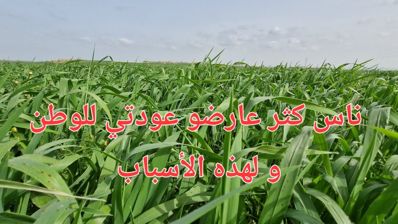 الحلقة 775. عائلتي و أصدقائي بالمغرب ما تقبلوش  رجوعي للوطن 🇲🇦 و السبب مادي بالدرجة الأولى.