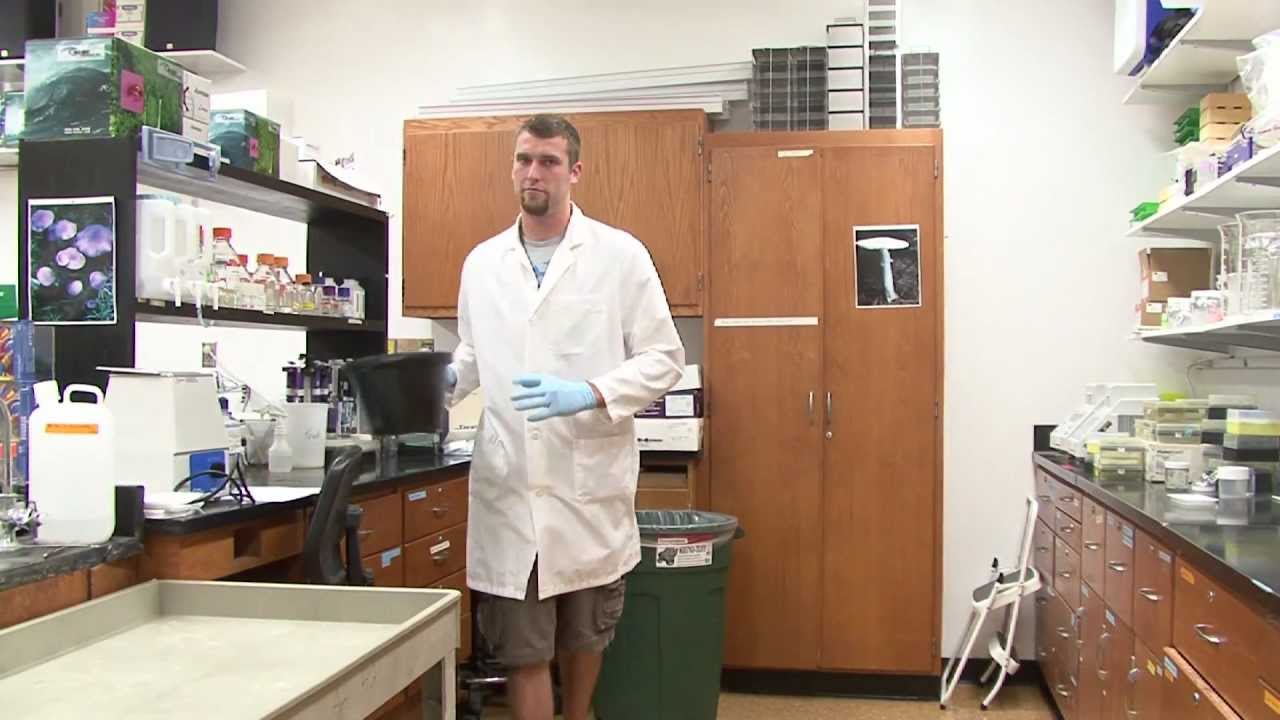 Undergraduate Research and Mentoring in Biology