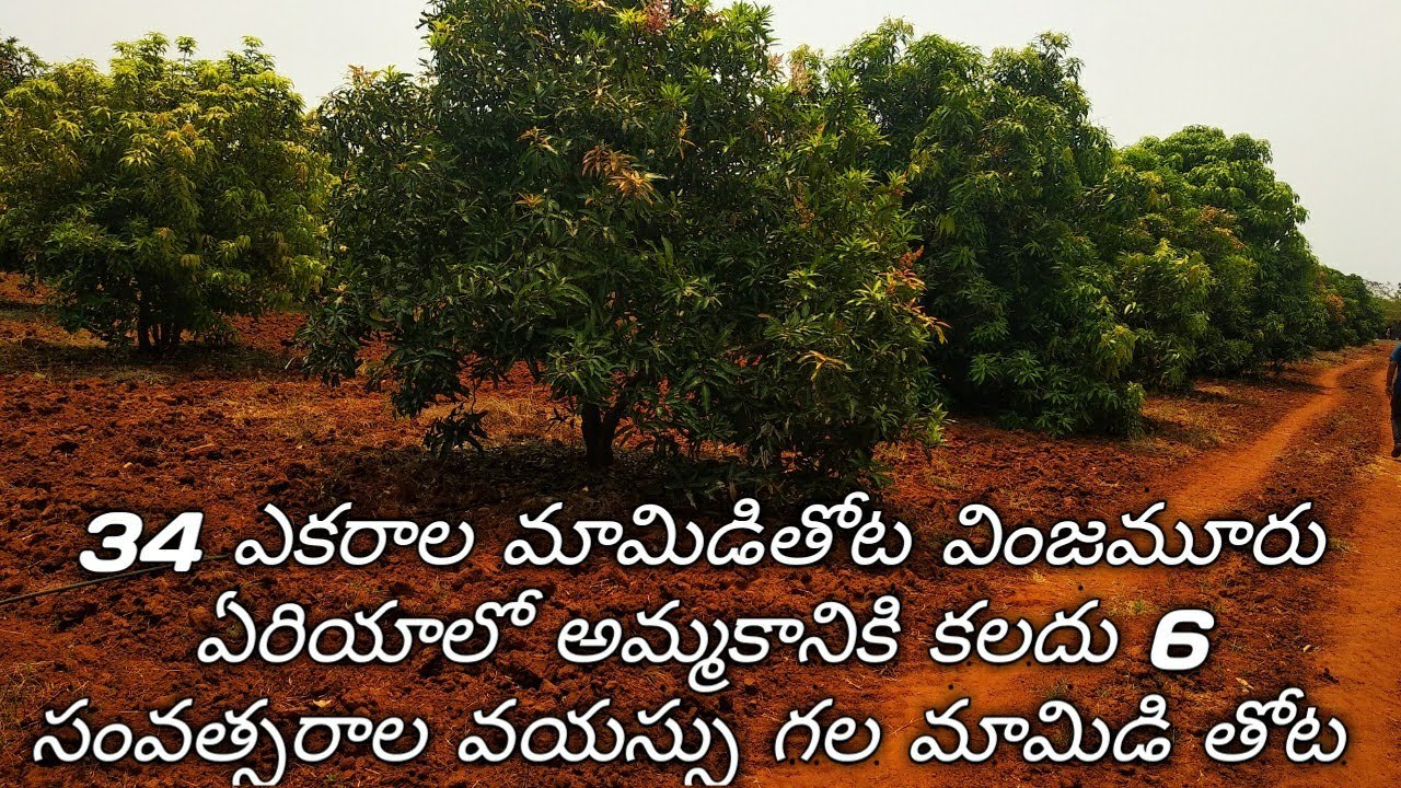 34 acars mango tree lands for sale in Nellore district vinjamoor area 6 years age tree