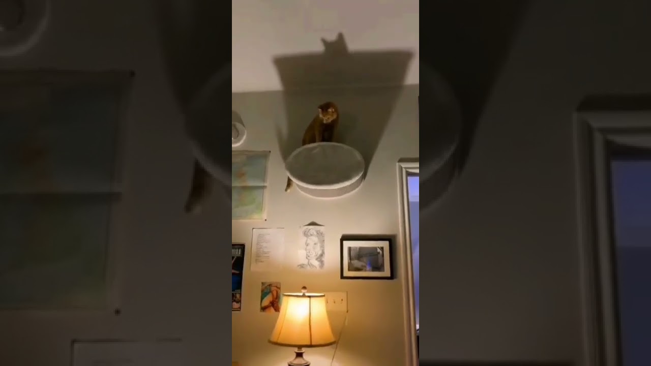 Funny Animals 🤣 Let me Introduce the BatCat 😹, Try Not To LAUGH!!! 