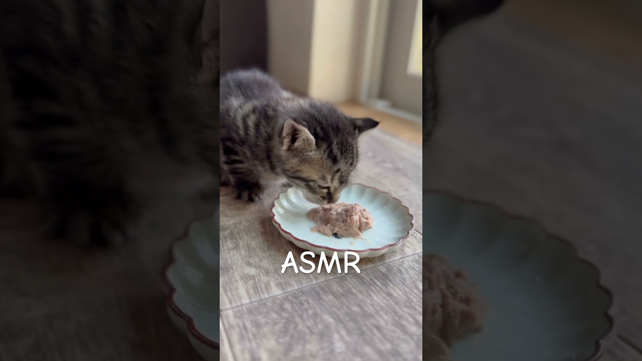 くぅちゃんのASMR