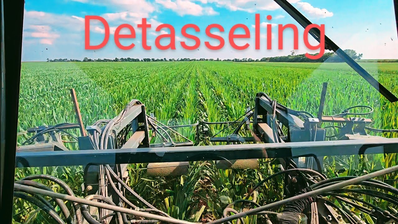 Conventional detasseling vs the Roundup RHS tassel sterilization system.  What farmers need to know
