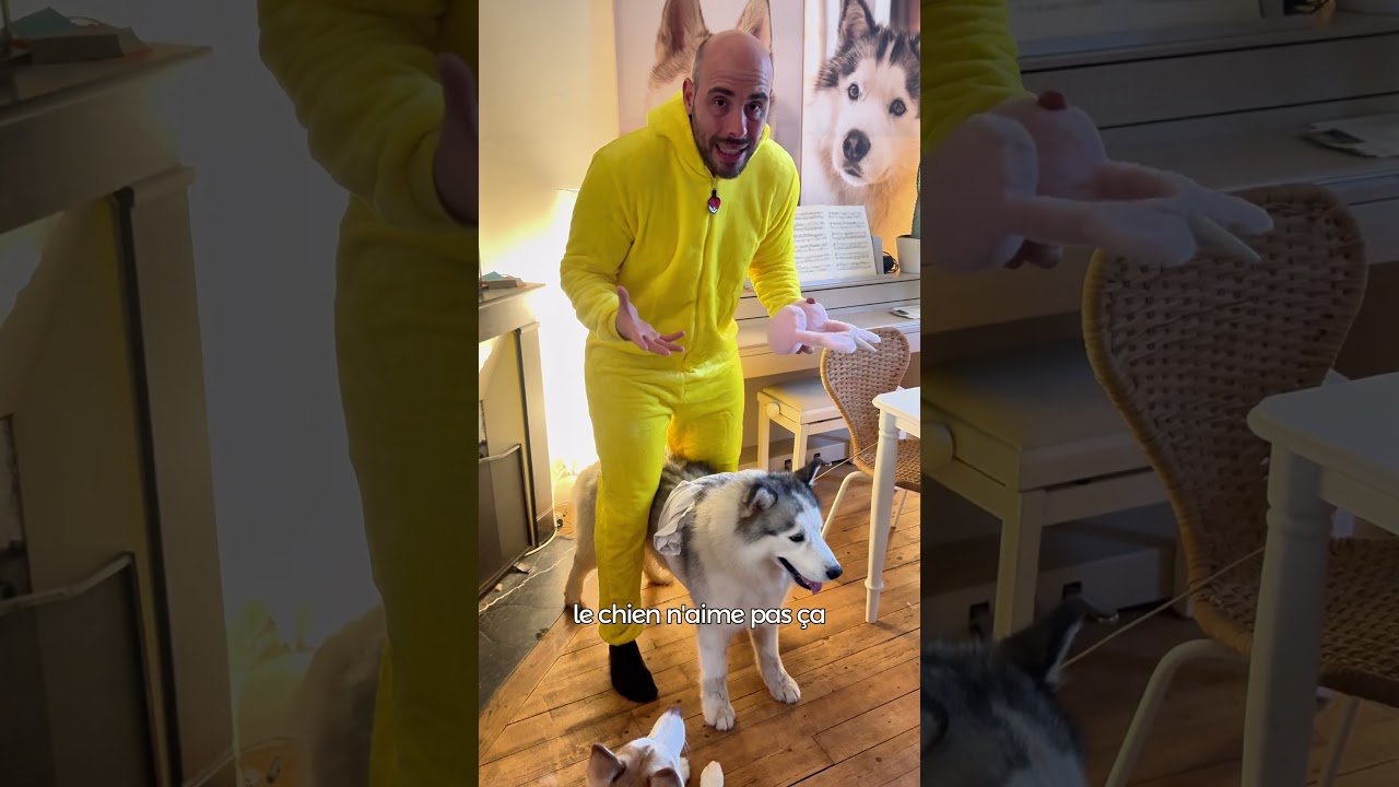 Je ne d&eacute;guise pas mes chiens #chien #educationcanine #animaux #husky #chienmignon #chiot #chiens