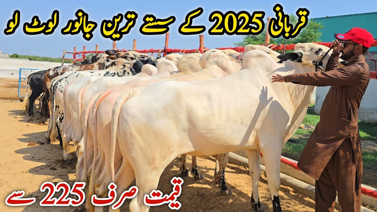 Sasty Qurbani K Fatehjangi Bail 26 May 2025 | Bhatta Chowk Mandi