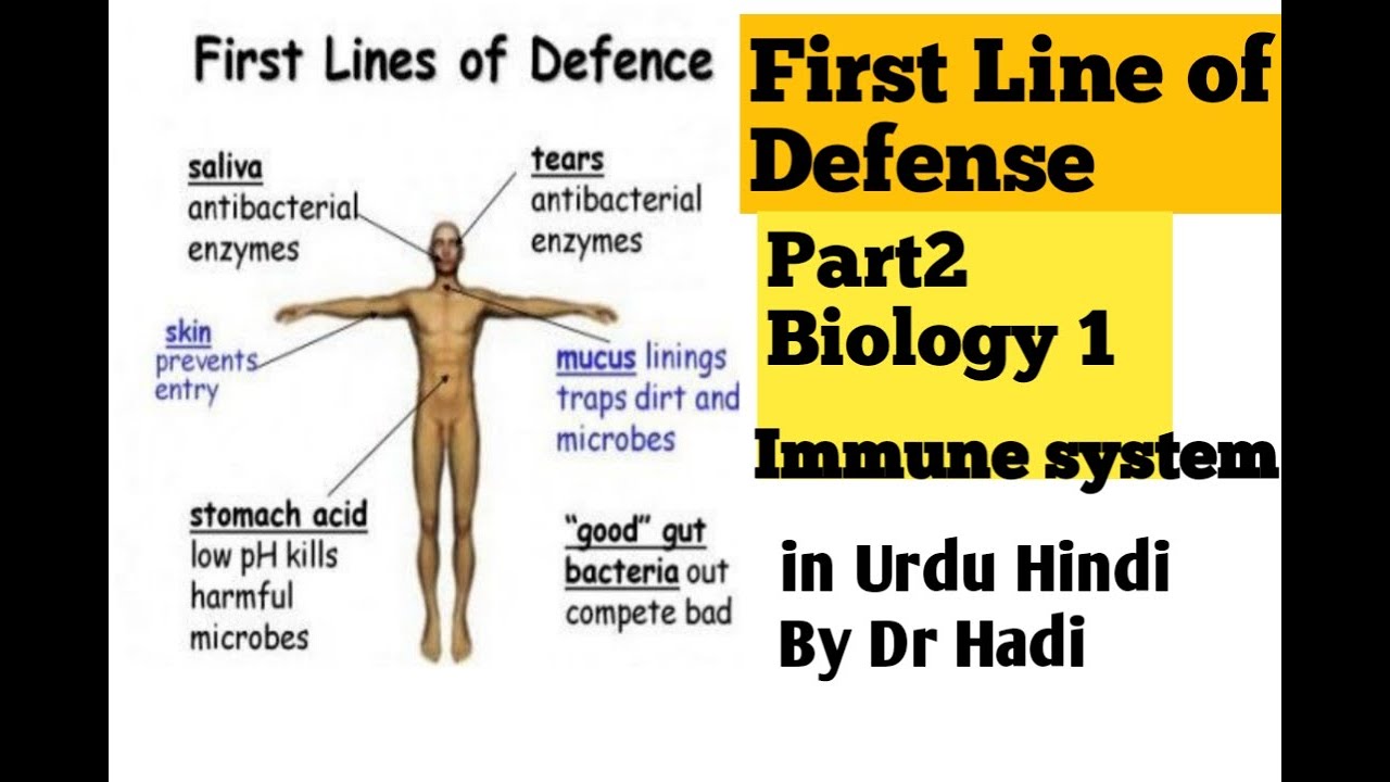 L-2 Immunity First line of defense