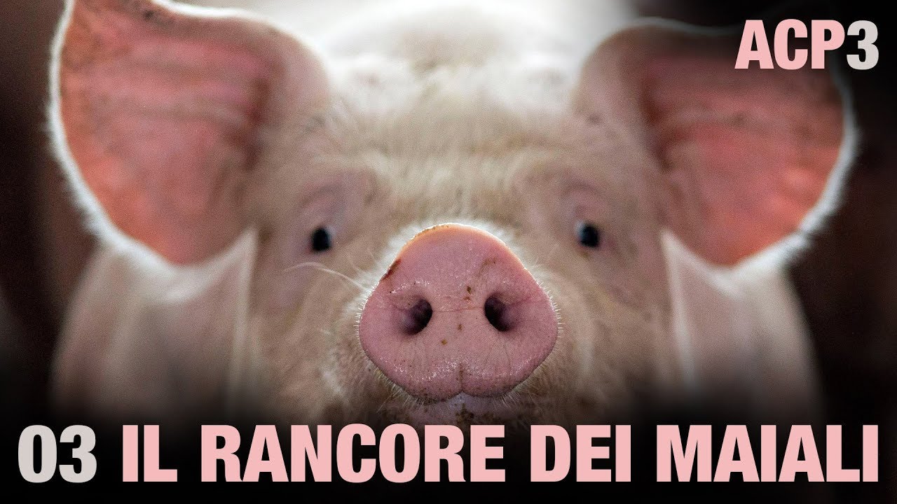 ANIMALI CHE PARLANO 3 - Il rancore dei maiali