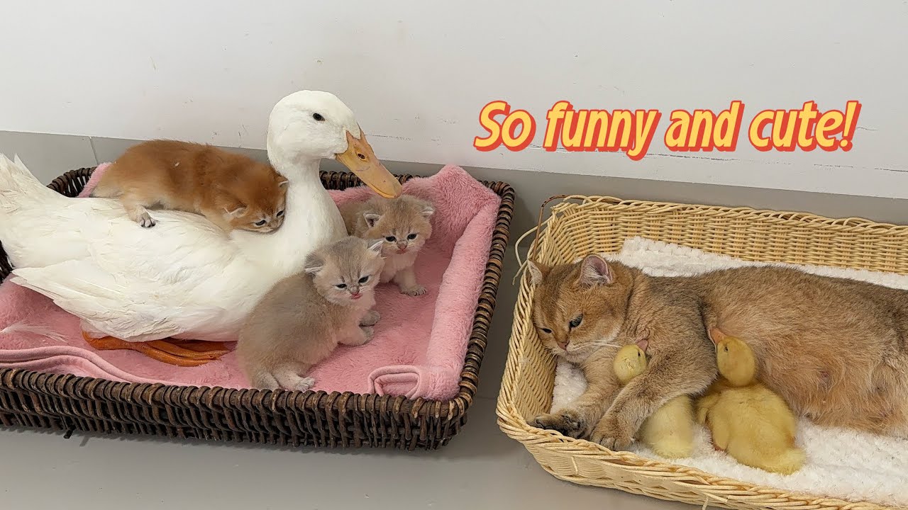 The mother cat and the mother duck exchange children to raise them.Kittens ducklings.Unbelievable!