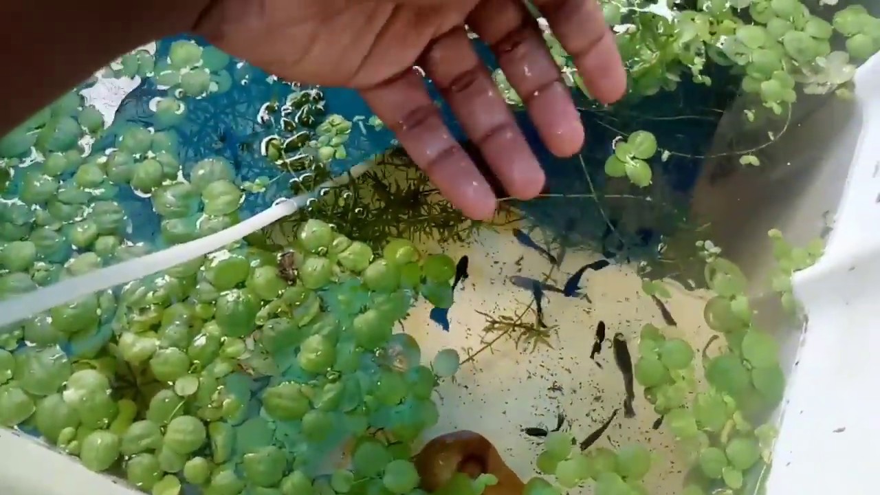 ഗപ്പി ടാങ്കിലെ ഒച്ചിനെ എങ്ങനെ നശിപ്പിക്കാം|How to remove snails planted tank