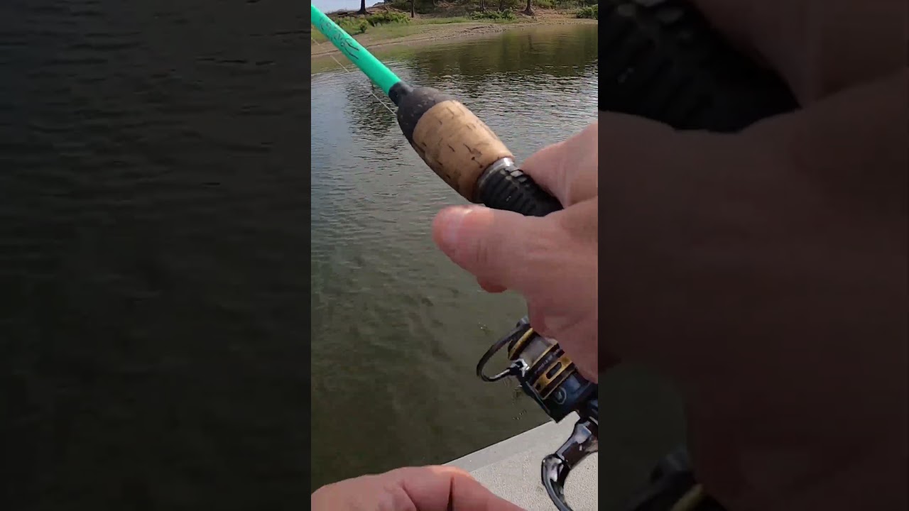 Эти рыбы были быстрыми.