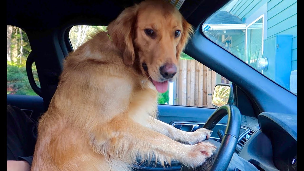 Sammie Drives Car to the Ocean!