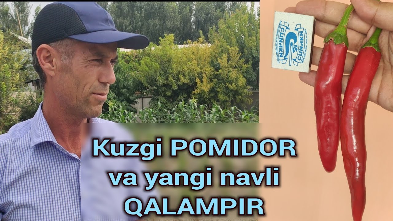 Kuzgi POMIDOR yetishtirish maslahatlari va yangi navdagi ulkan QALAMPIR...