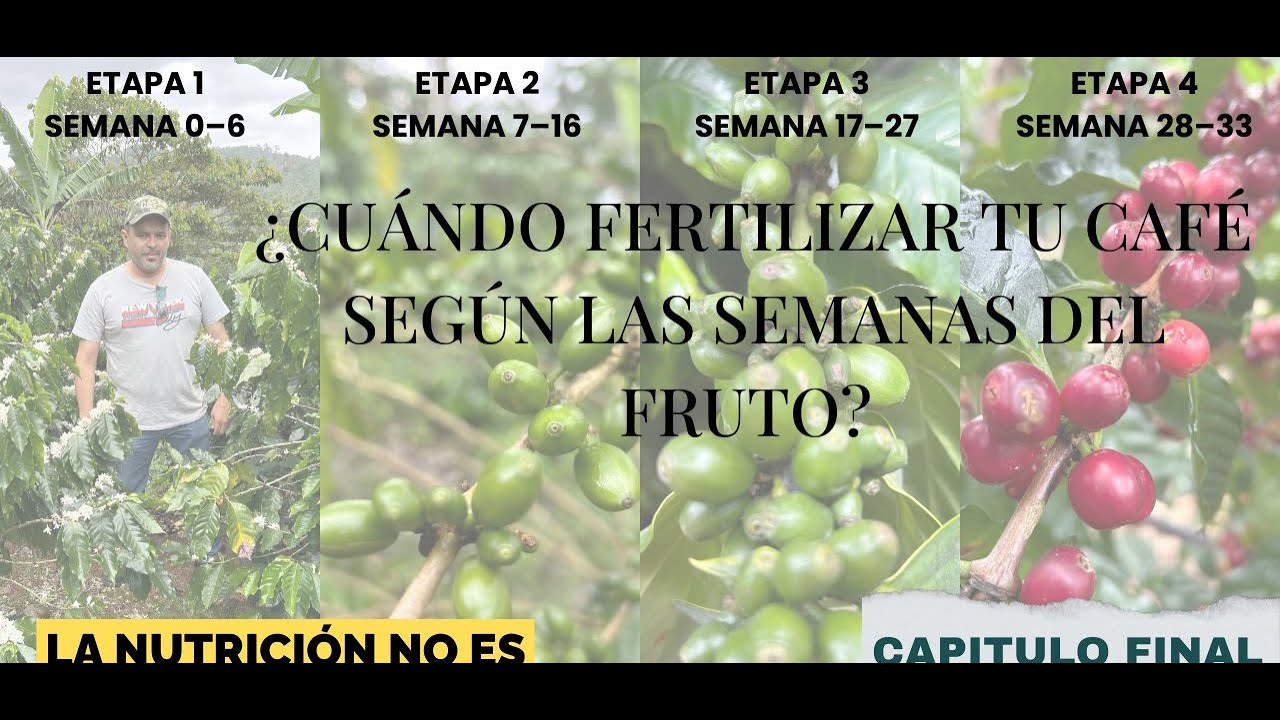 ¿En qué etapa está tu cafeto y qué deberías aplicar? #CaféCosechero#coffee