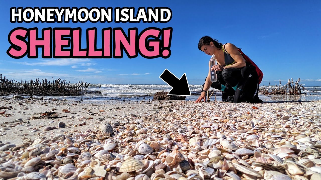 SUPER Low Tide Uncovers Loads of Beautiful Seashells on Honeymoon Island State Park!