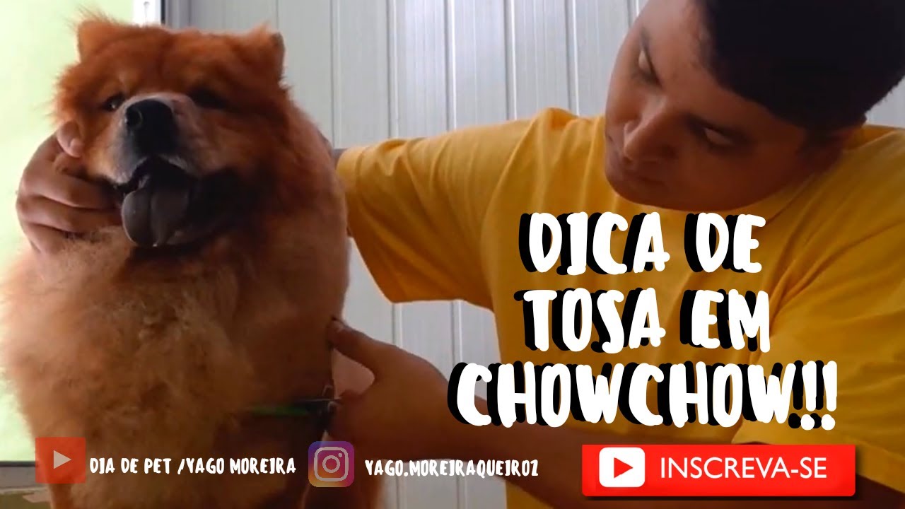 Tosa Chow Chow (dicas para tosa e manutençao)