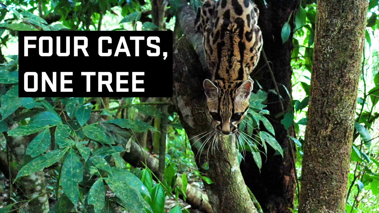 Vertical hunting helps big cats coexist