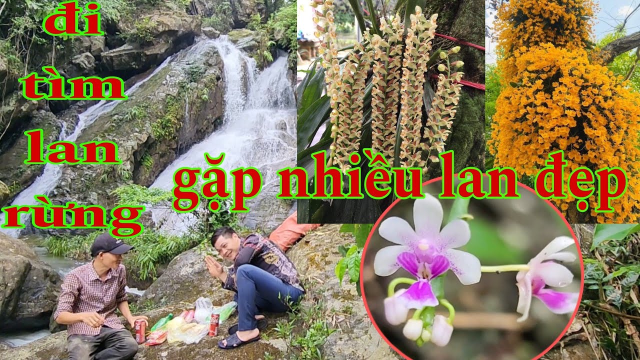Đi tìm lan bất ngờ gặp lan đẹp, đi tìm lan rừng tập 17 | phong lan rừng pv