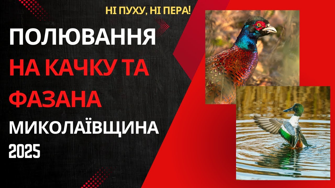Полювання на качку та фазана | Миколаївщина | 2025 | Ні пуху, ні пера!